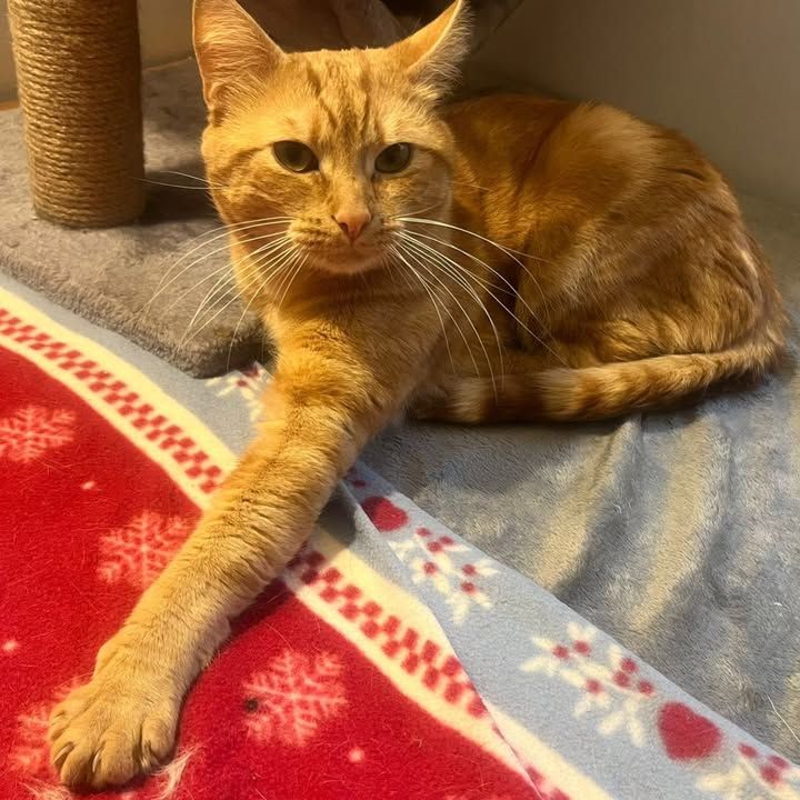 This sweet boy was…